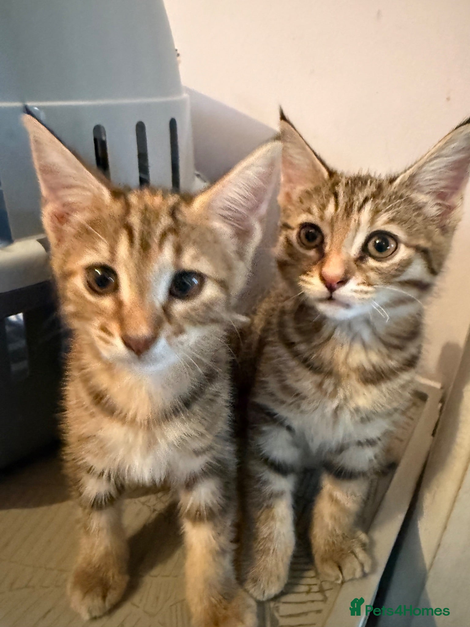 Norwegian Forest Cat cats 2 girls left ready to leave now  - Advert 19
