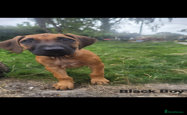 Rhodesian Ridgeback dogs - Advert 1