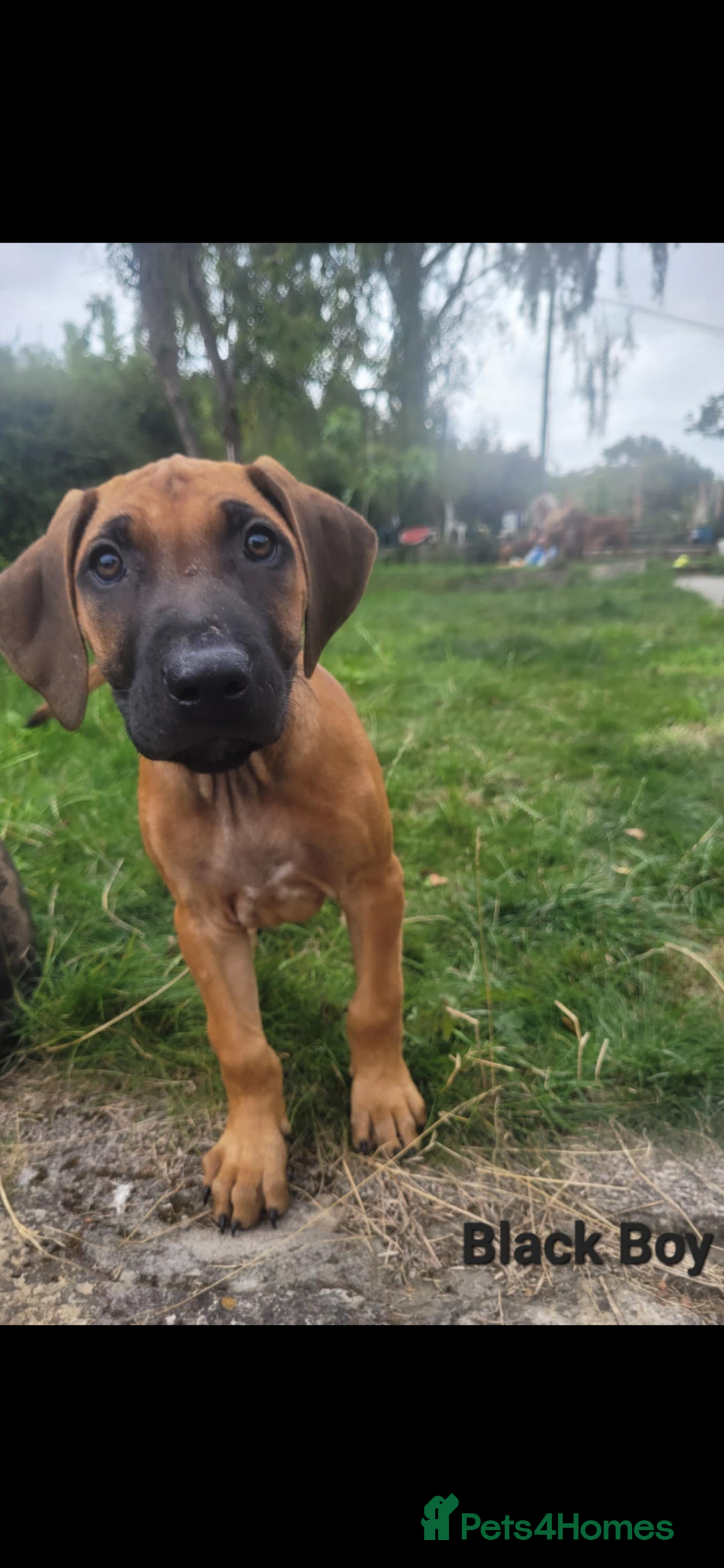 Rhodesian Ridgeback dogs for sale: KC reg chunky handsome pups - Image 12
