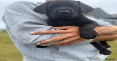 Labrador Retriever dogs - Advert 14