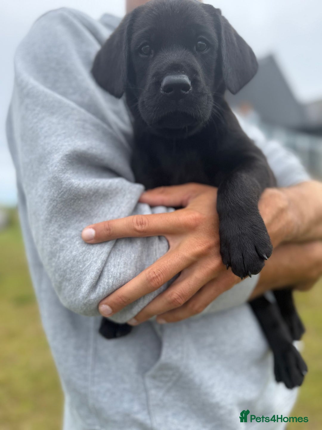 Labrador Retriever dogs for sale: Beautiful KC registered Labrador Pups - Image 2