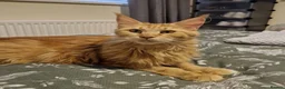 Maine Coon cats for sale: Red female Maine coon  - Advert 4