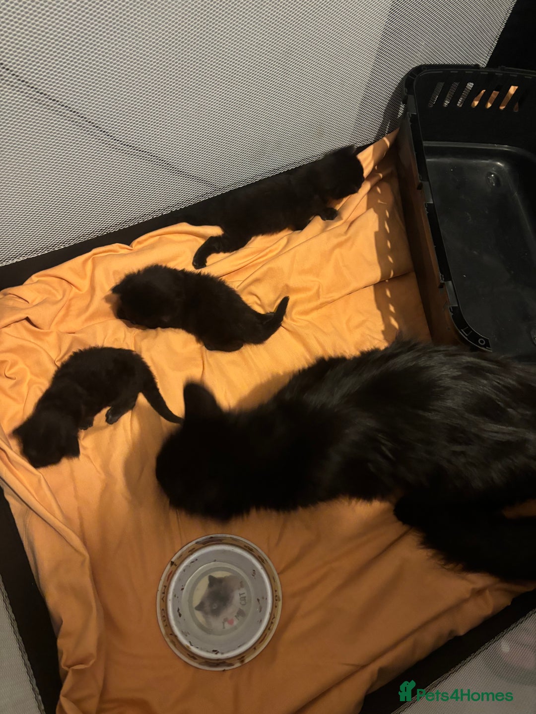 British Shorthair cats for sale: Black kittens for sale! - Image 4