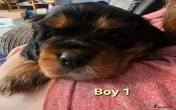 Cavalier King Charles Spaniel dogs for sale: Stunningly beautiful Cavalier King Charles Puppies - Advert 8