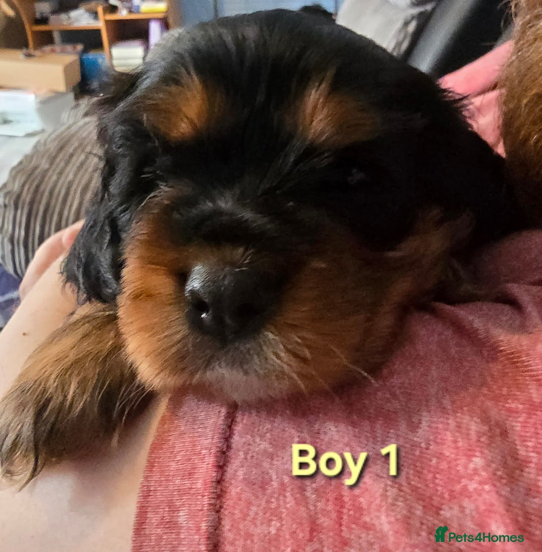Cavalier King Charles Spaniel dogs for sale: Stunningly beautiful Cavalier King Charles Puppies - Advert 8