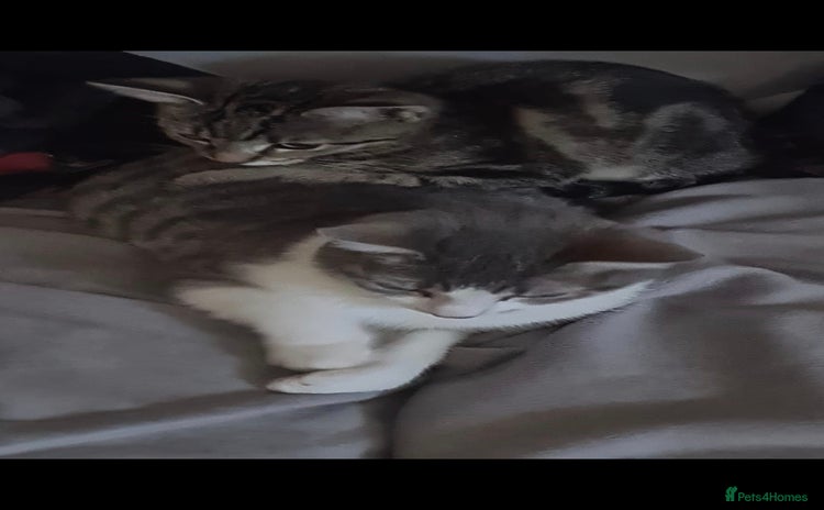 British Shorthair cats - Advert 7