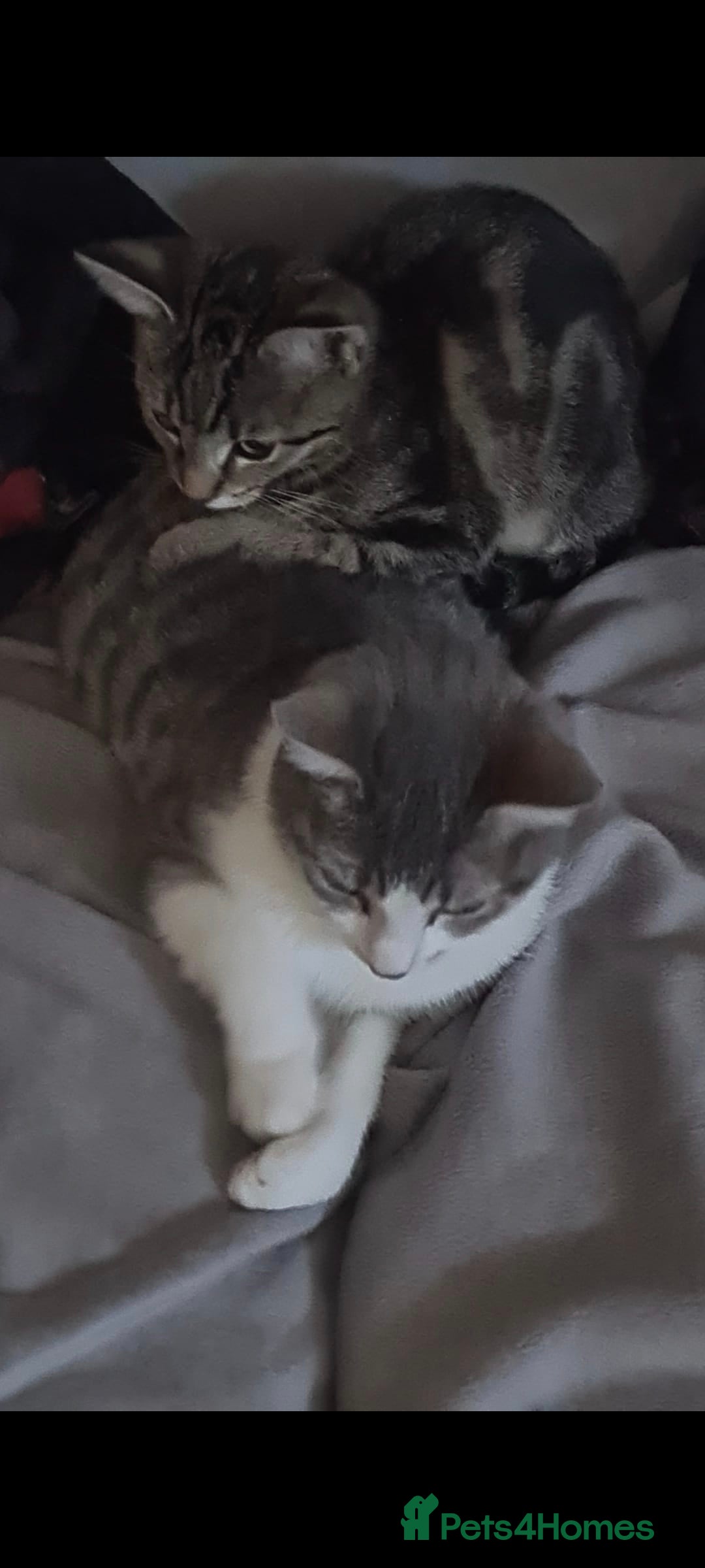 British Shorthair cats for sale: Dimond - Image 1