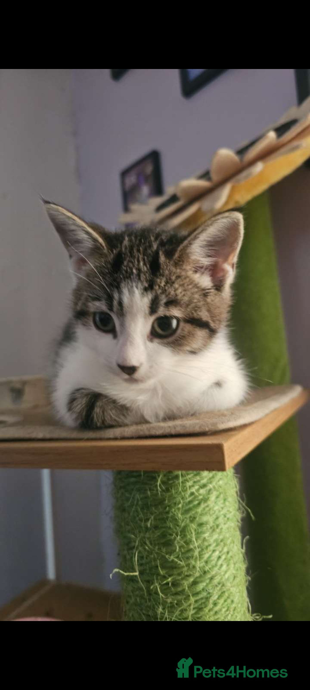 Mixed Breed cats for sale: Luna 6 months old - Advert 4