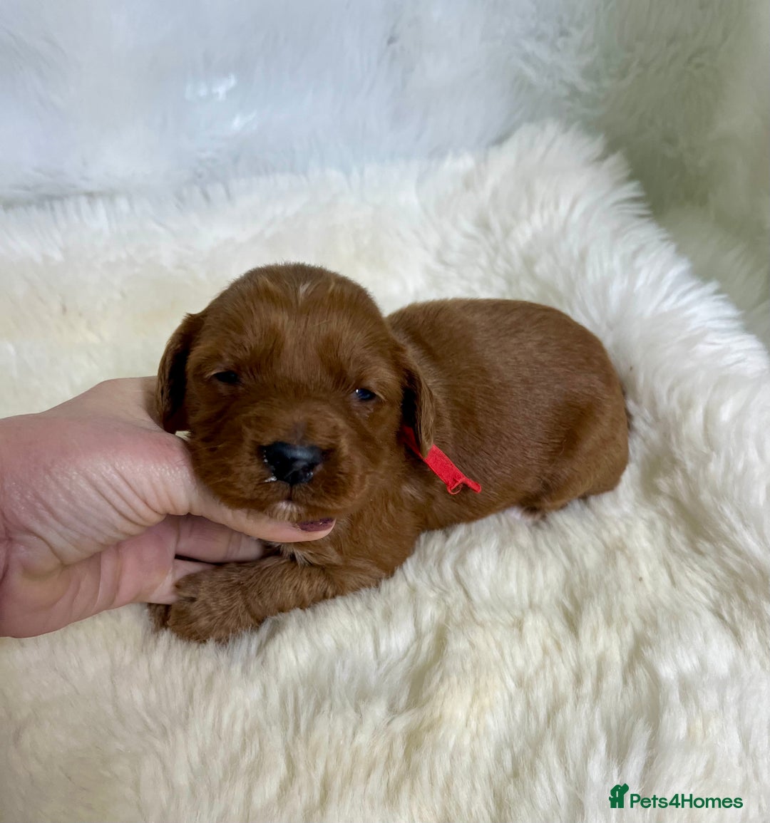 Goldendoodle dogs for sale: multigenerational Australian Red double doodles  - Advert 6