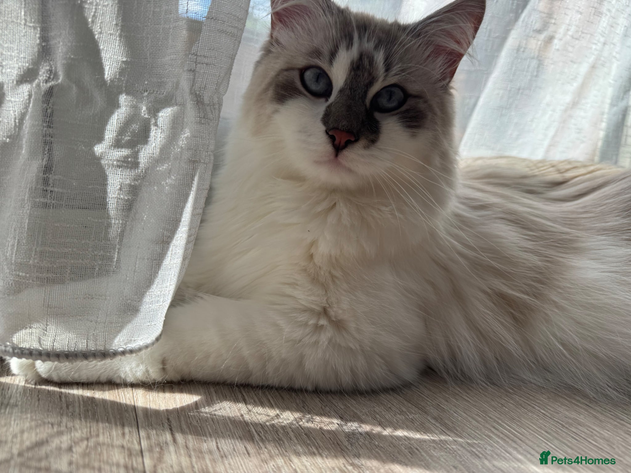 Siberian cats for sale: Lovely Siberian Male  in Cambridge - Advert 3