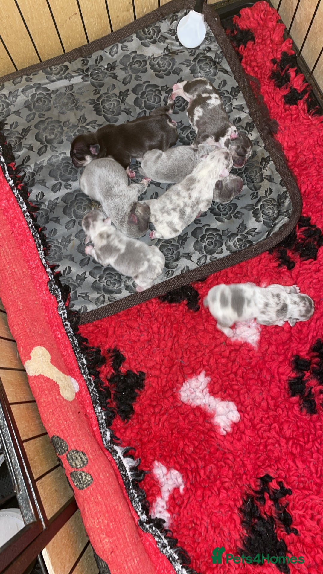 French Bulldog dogs for sale: Beautiful Merle French bulldogs  - Advert 4