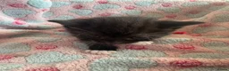 Mixed Breed cats for sale: Beautiful family kittens *microchipped*  - Advert 9