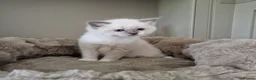 Ragdoll cats for sale: 💗 One BLUE - MITTED Female left - Pure Ragdoll - Advert 1