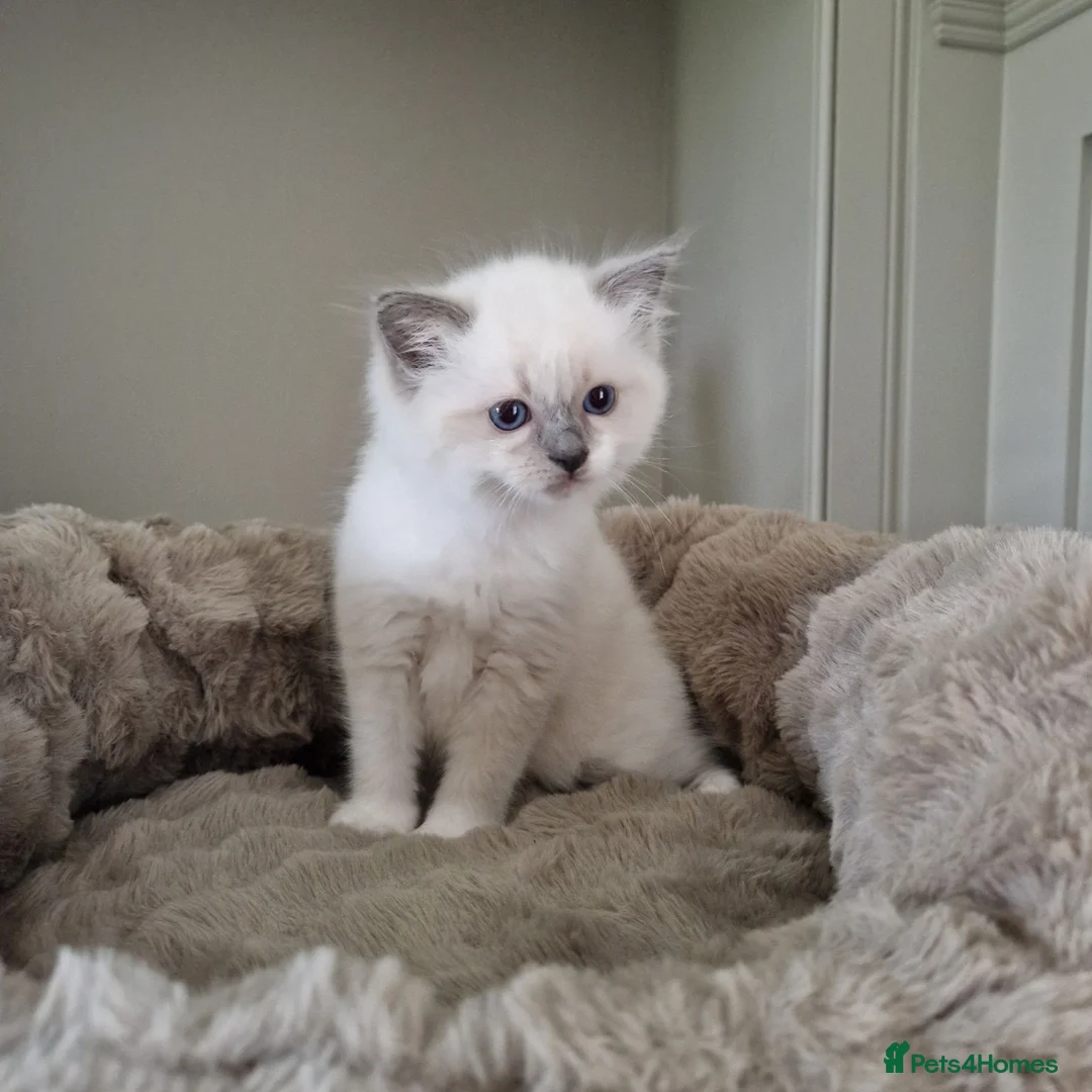 Ragdoll cats for sale: 💗 One BLUE - MITTED Female left - Pure Ragdoll - Advert 1