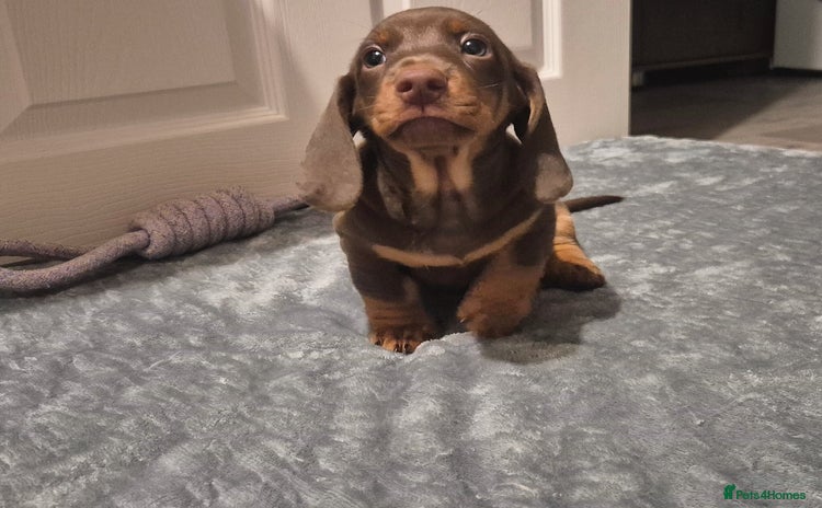 Dachshund dogs - Advert 1