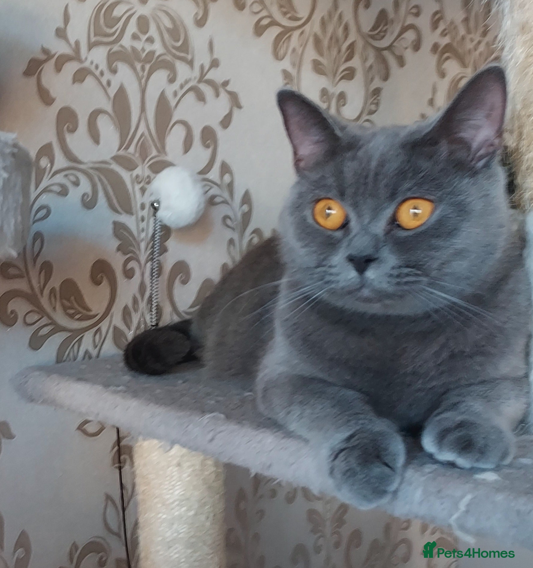 British Shorthair cats Adult female British shorthair.  - Advert 4