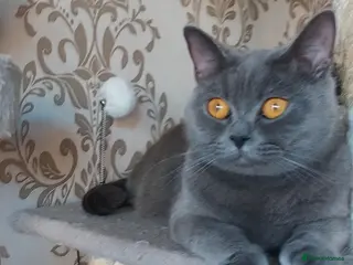 British Shorthair cats Adult female British shorthair. - Advert 2