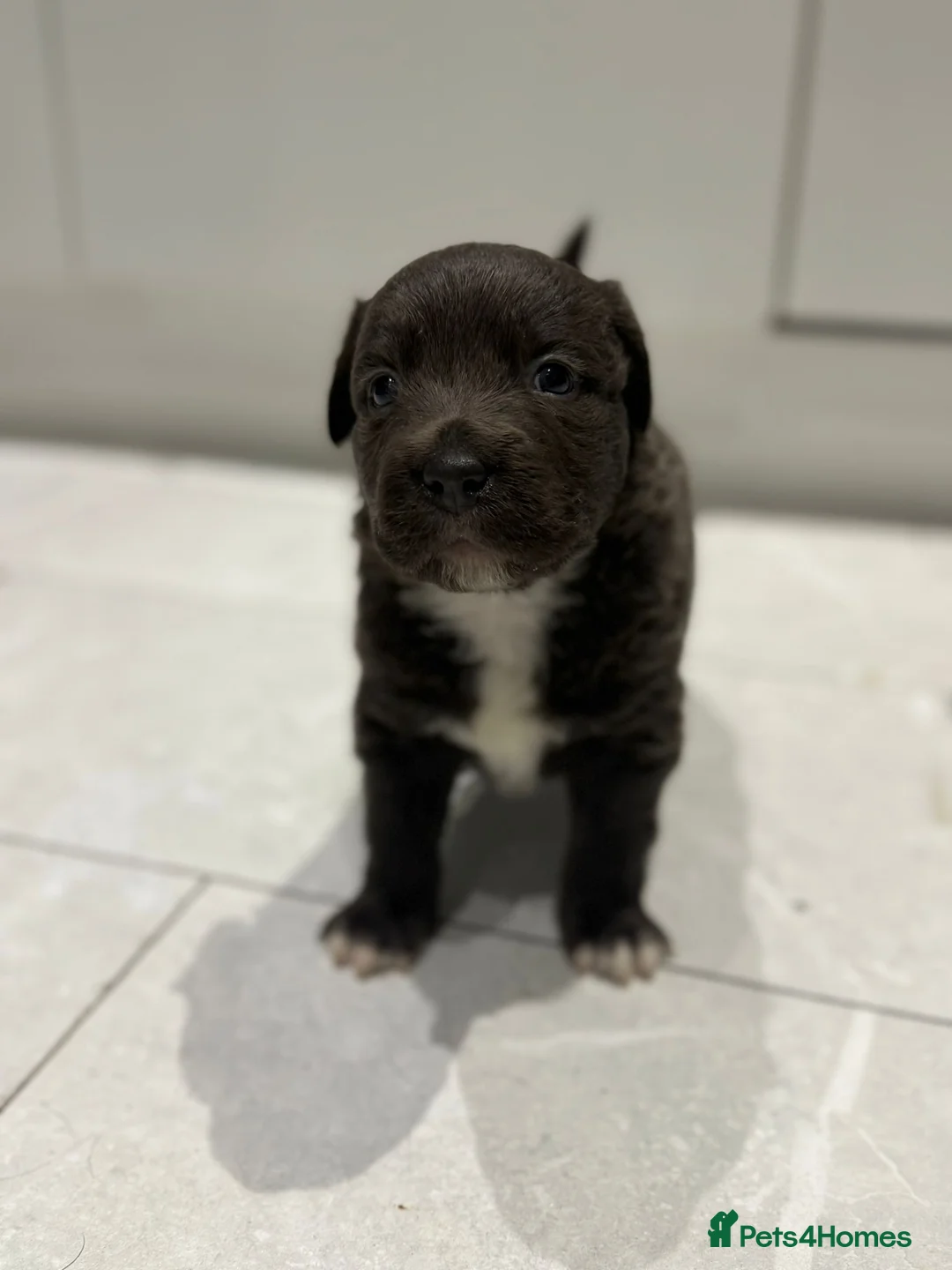 Staffordshire Bull Terrier dogs for sale: Handsome buster  - Advert 2