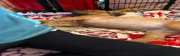 Rhodesian Ridgeback dogs for sale: Exceptionally Health Tested KC Ridgeback Puppies - Advert 6