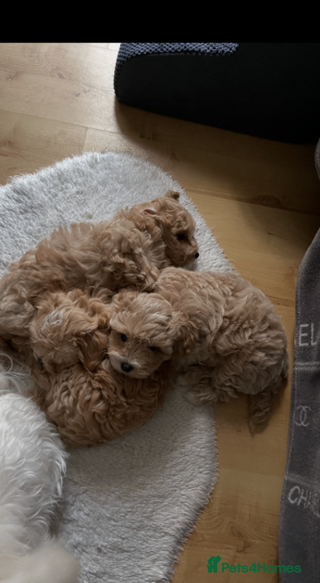 Maltipoo dogs for sale: Charming Tiny toy F1 Maltipoo puppies - Advert 2