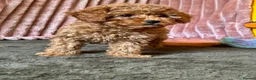 Cavapoo dogs for sale: Adorable teddy bear toy cavapoo health checked - Advert 11
