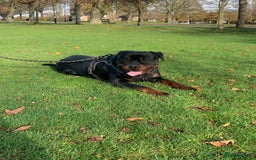 Rottweiler dogs for sale: Beautiful Male Rottweiler for Sale - Image 2