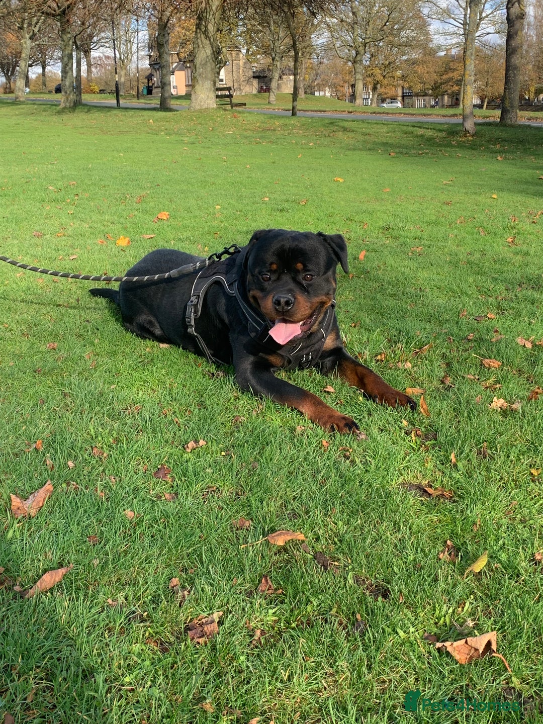 Rottweiler dogs for sale: Beautiful Male Rottweiler for Sale - Image 2