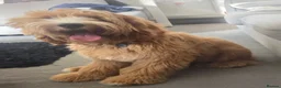 Cockapoo dogs for sale: Cockapoo Puppy - Advert 2