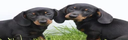 Dachshund dogs for sale: Miniature Dachshund puppies for sale - Advert 19
