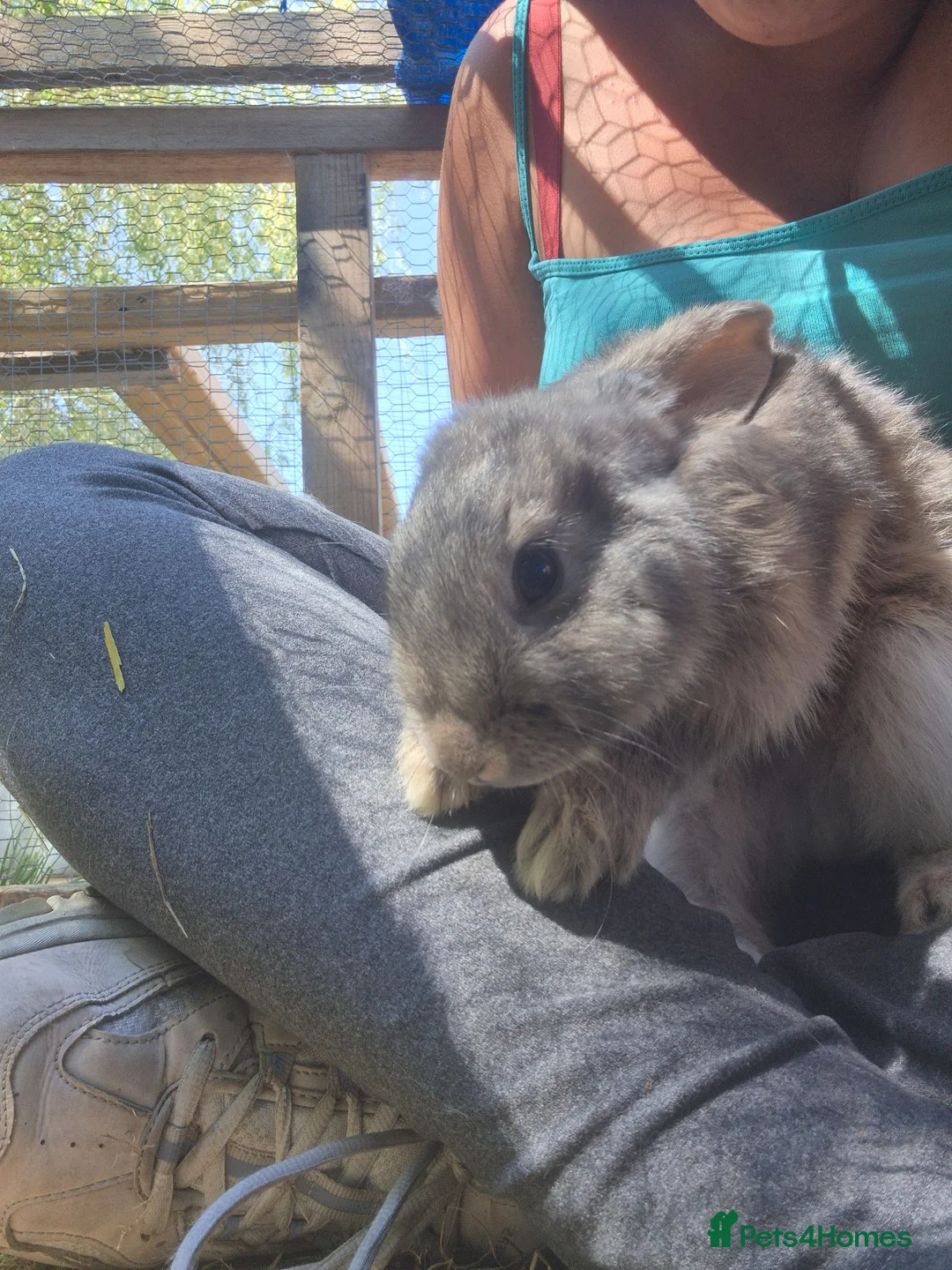 Mixed Breed rabbits for sale: Baby rabbit - Advert 1