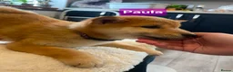 Japanese Shiba Inu dogs for sale: Stunning little Shibas - Advert 10