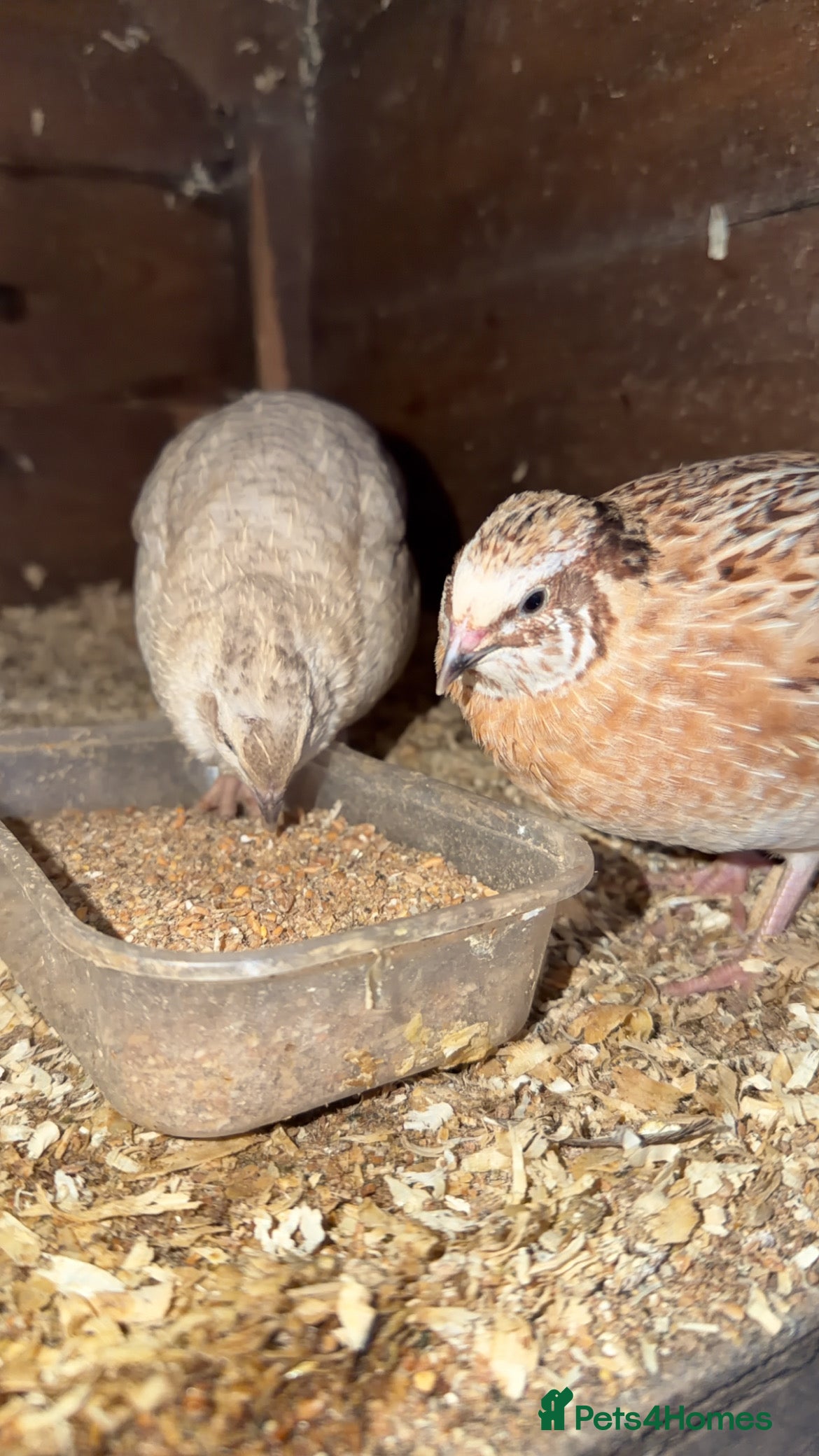 Quail poultry Cotournix quail for sale  - Advert 12