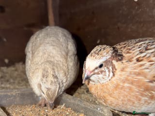 Quail poultry Cotournix quail for sale - Advert 12