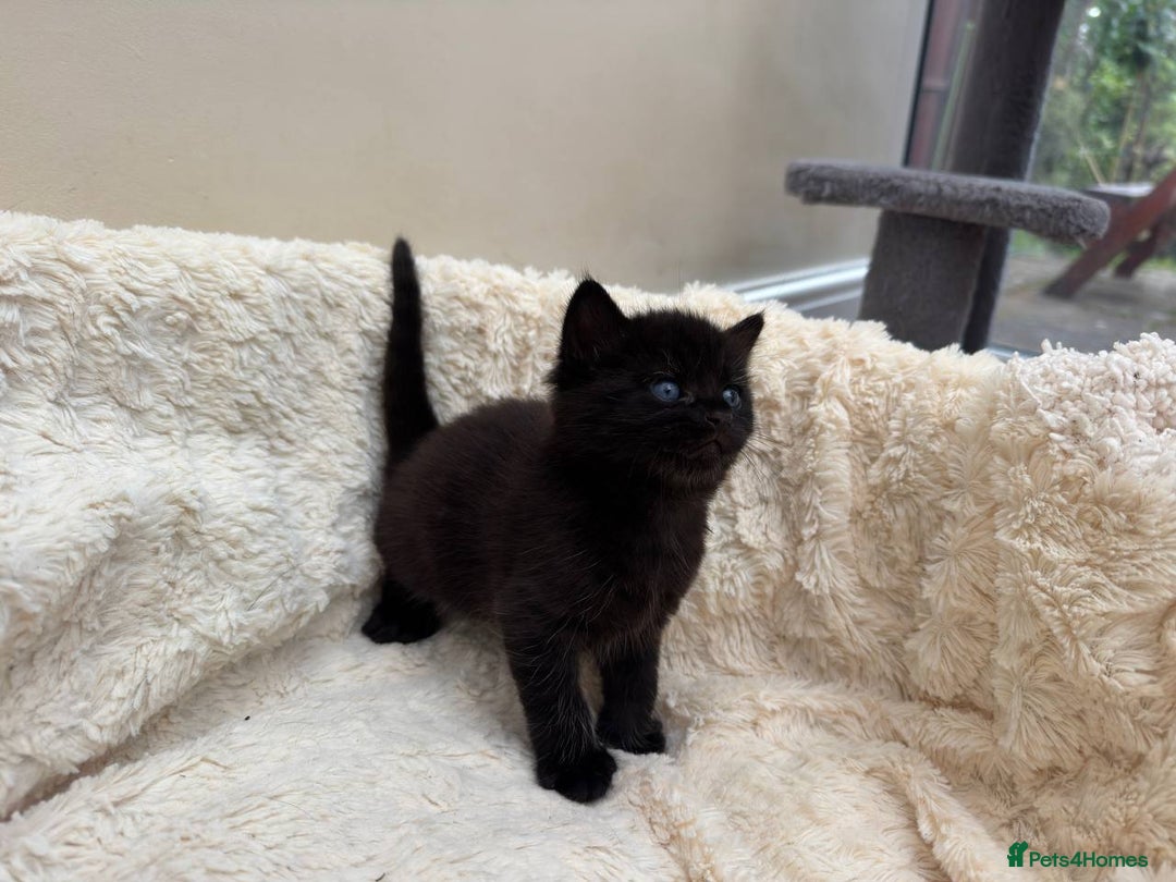 Mixed Breed cats for sale: Adorable Kittens Ready for Loving Homes - Image 15