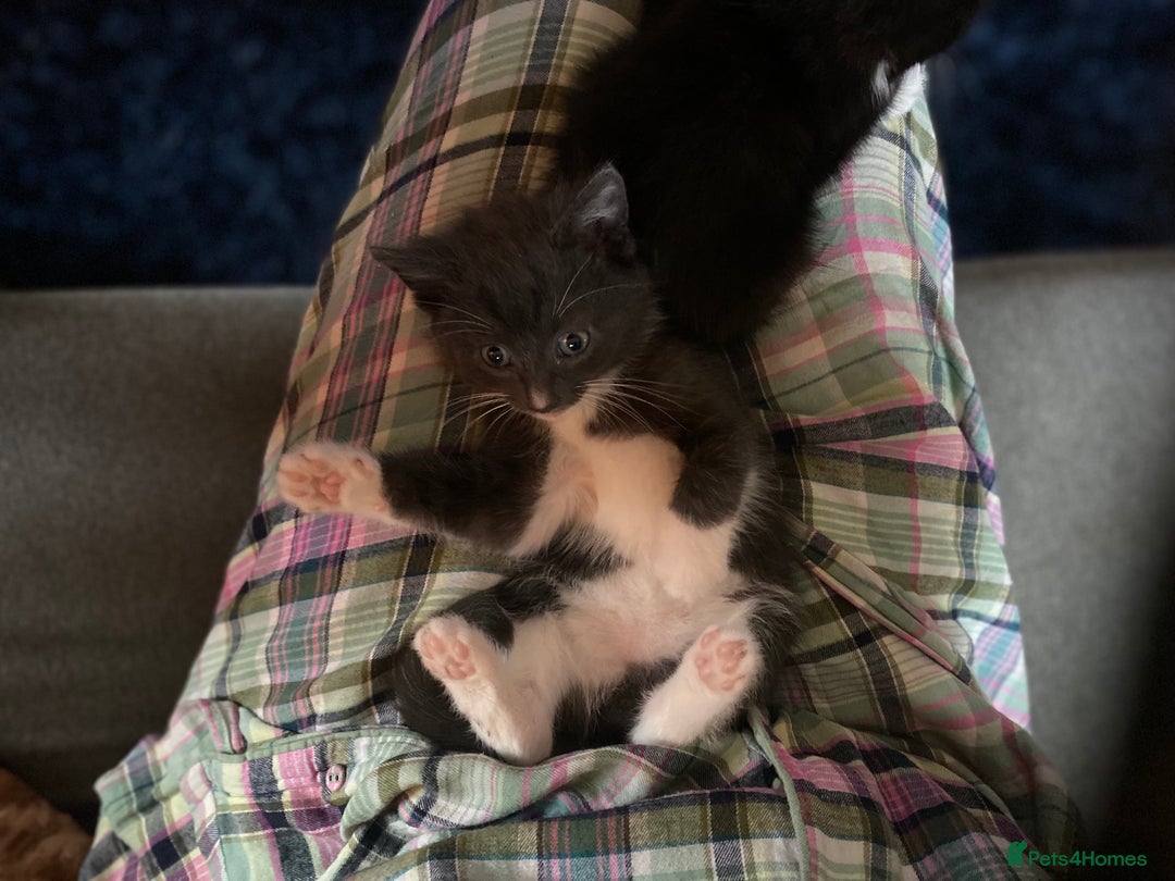 Ragdoll cats for sale: Rag doll cross kittens for sale - Advert 2