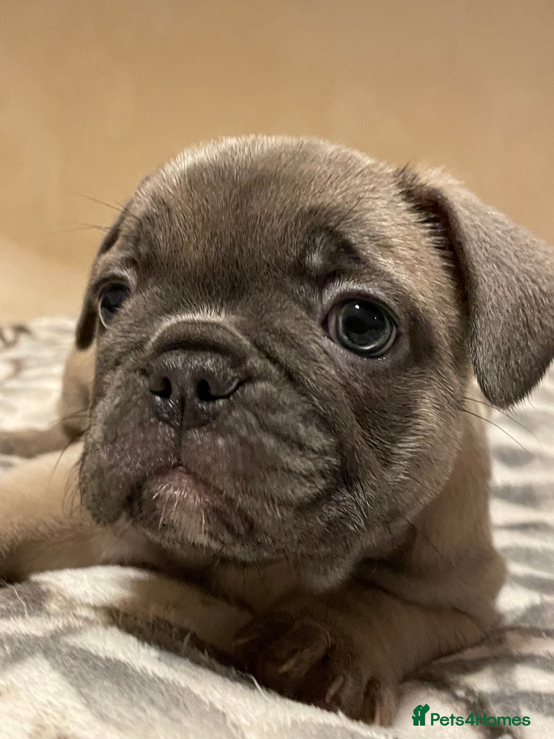 French Bulldog dogs for sale: French bulldog puppy’s  - Image 19