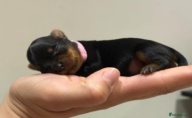 Yorkshire Terrier dogs - Advert 9