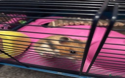 Hamster rodents for sale: hamster and big hamster cage  - Image 2