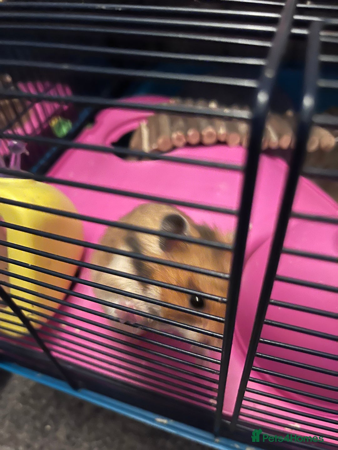 Hamster rodents for sale: hamster and big hamster cage  - Image 2