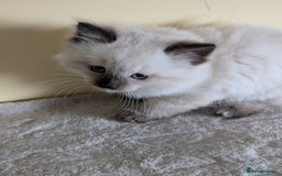 Ragdoll cats for sale:  Ragdoll kitten  - Advert 10