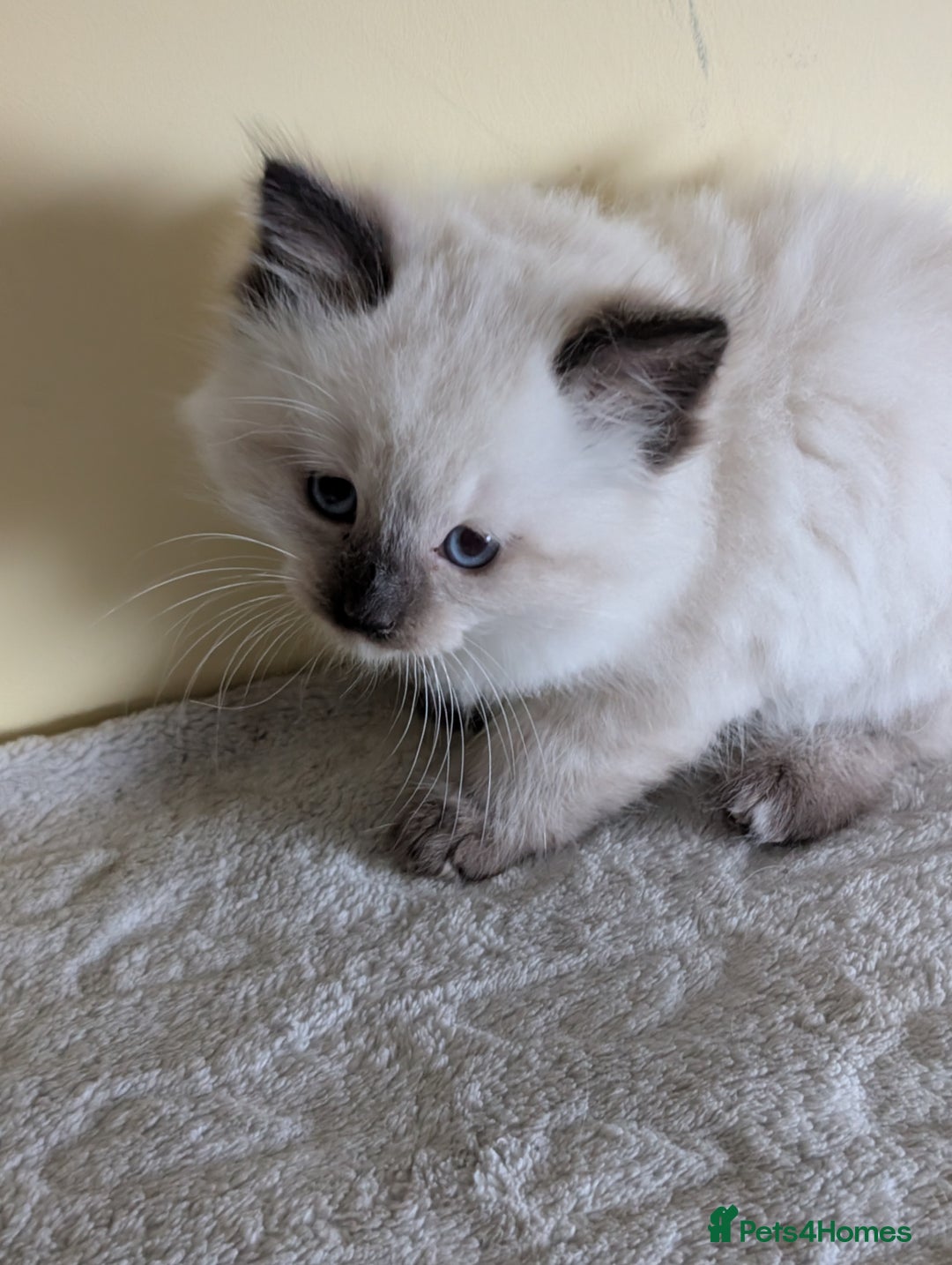 Ragdoll cats for sale:  Ragdoll kitten  - Advert 10