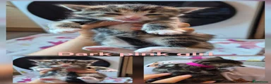 Mixed Breed Kitten 7