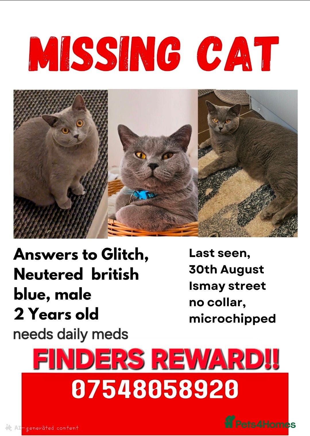 British Shorthair cats Missing cat Ismay street L4 - Advert 1