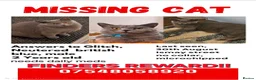 British Shorthair cats for stud: Missing cat Ismay street L4 in Liverpool - Advert 1