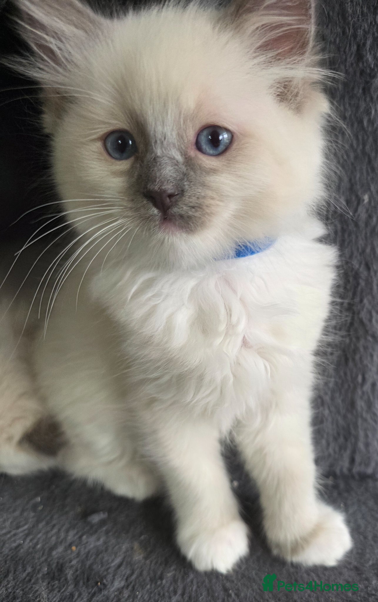 Ragdoll cats Ragdoll kittens - Advert 5