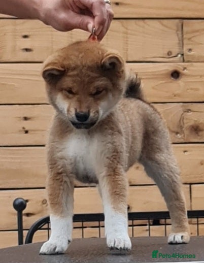 Japanese Shiba Inu dogs Quality Japanese shiba inu  - Advert 4