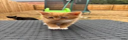 Mixed Breed cats for sale: Kittens Looking for Loving Families - Advert 15