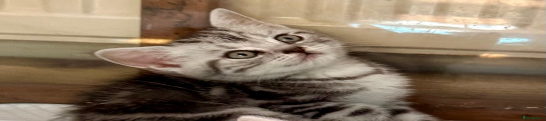 British Shorthair Kitten 2