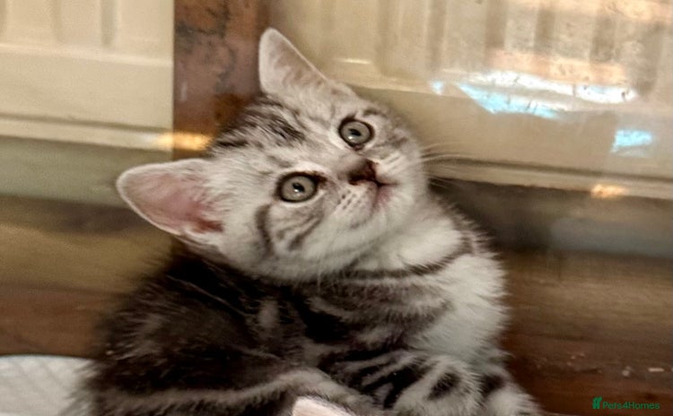 British Shorthair cats - Advert 10
