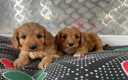Cavapoo dogs for sale: F1 CAVAPOO puppies for sale  - Image 2